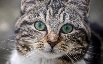 chat sur un fond en ciment bougie parfumée SPA