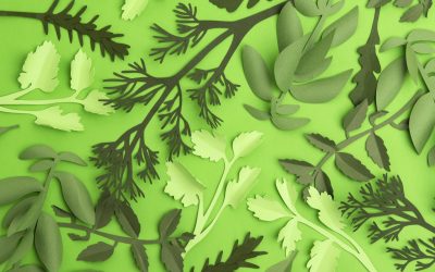 Verte Verte